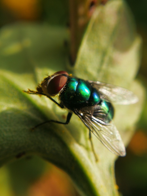 Calliphoridae - dongólegyek