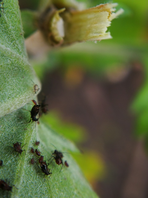 Aphididae - valódi levéltetvek