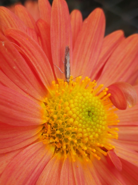 Plutella xylostella - káposztamoly