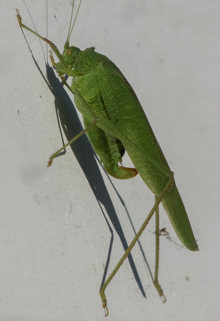 Phaneroptera nana - pontozott repülőszöcske