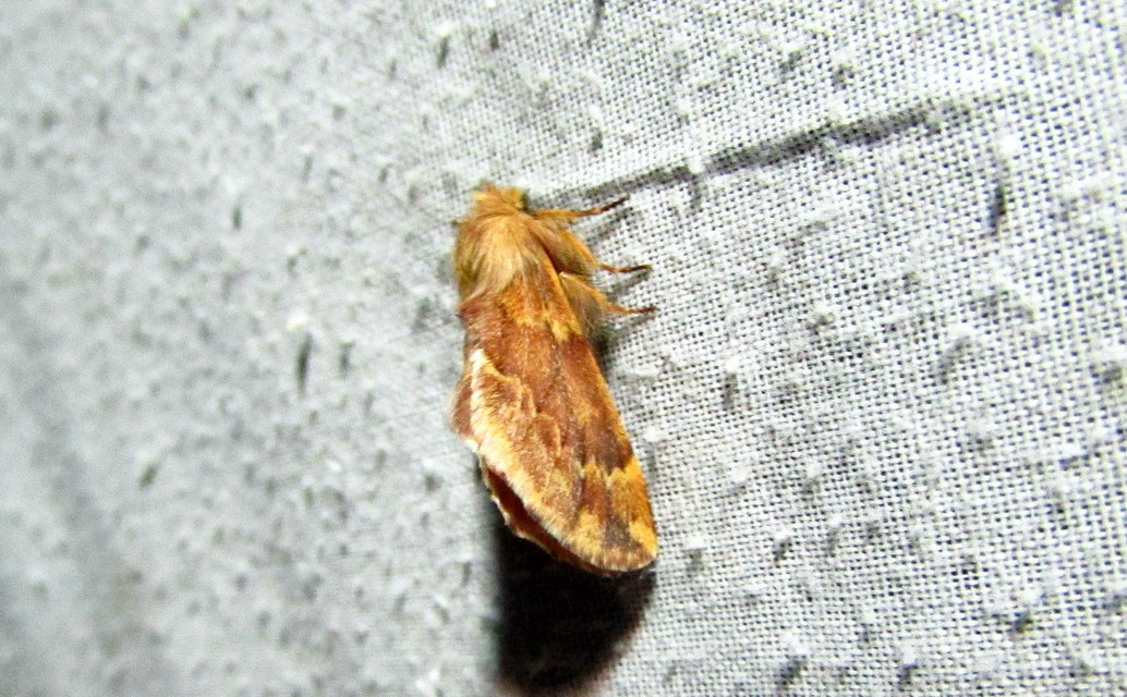 Ptilophora plumigera - tollas púposszövő