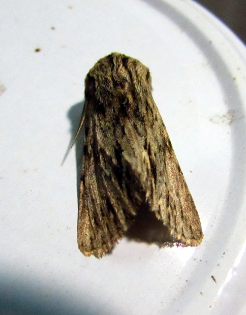 Asteroscopus sphinx - csillagnéző bundásbagoly