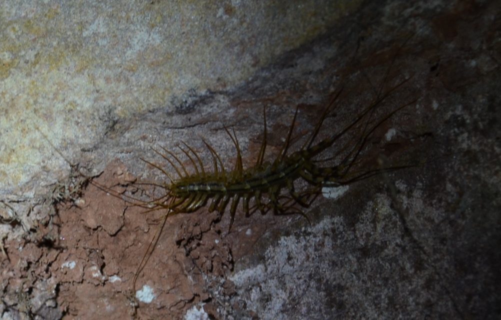 Scutigera coleoptrata - légyölő pókszázlábú