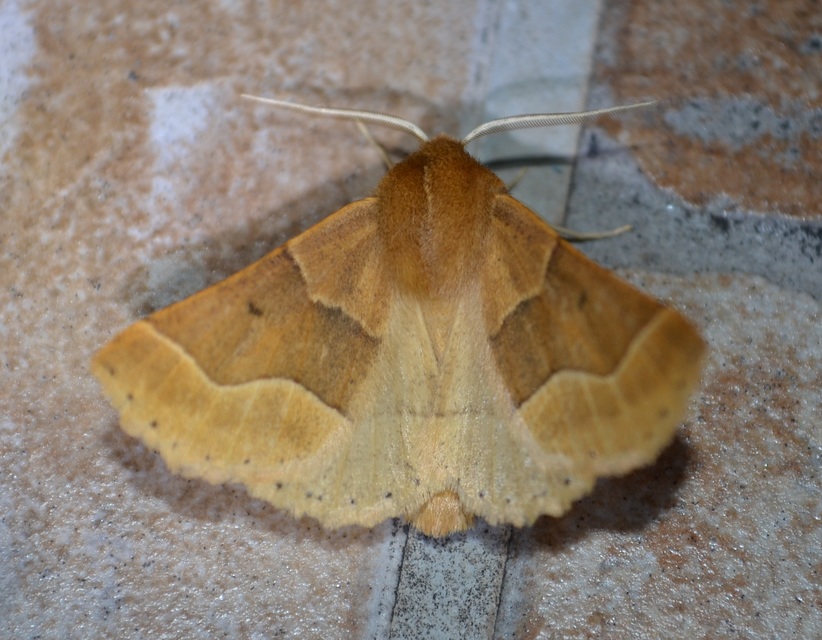 Crocallis tusciaria - barna sávosaraszoló