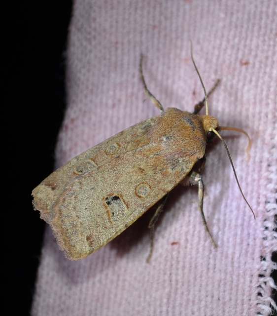 Conistra erythrocephala - vörösfejű őszibagoly