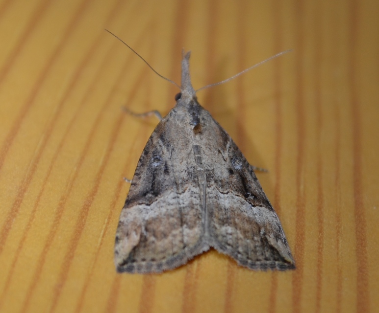Hypena rostralis - közönséges karcsúbagoly