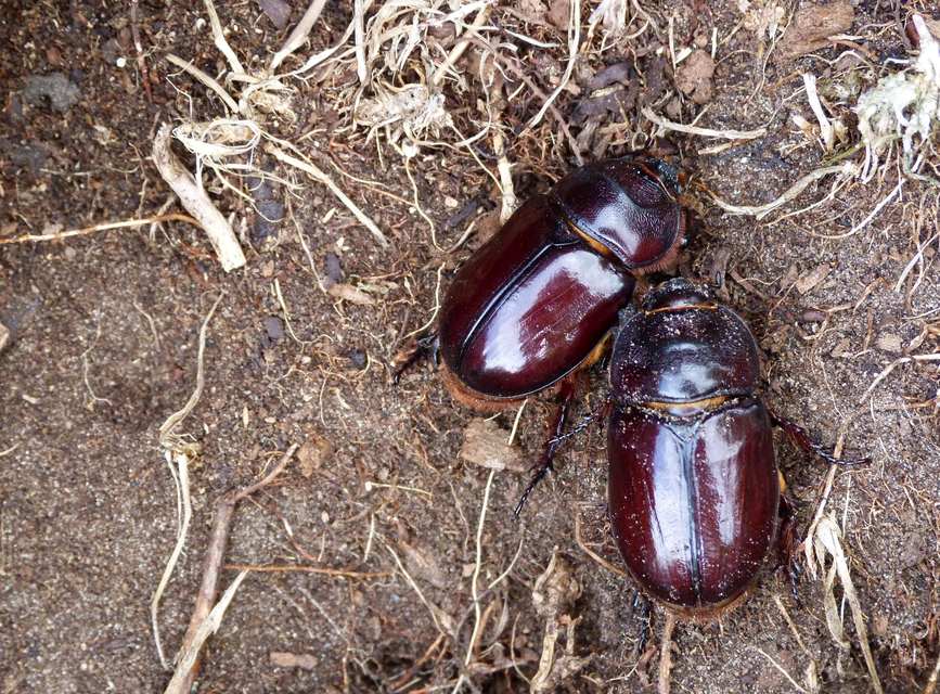 Oryctes nasicornis - orrszarvú bogár
