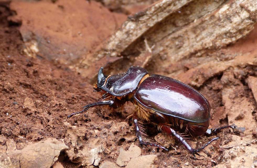Oryctes nasicornis - orrszarvú bogár