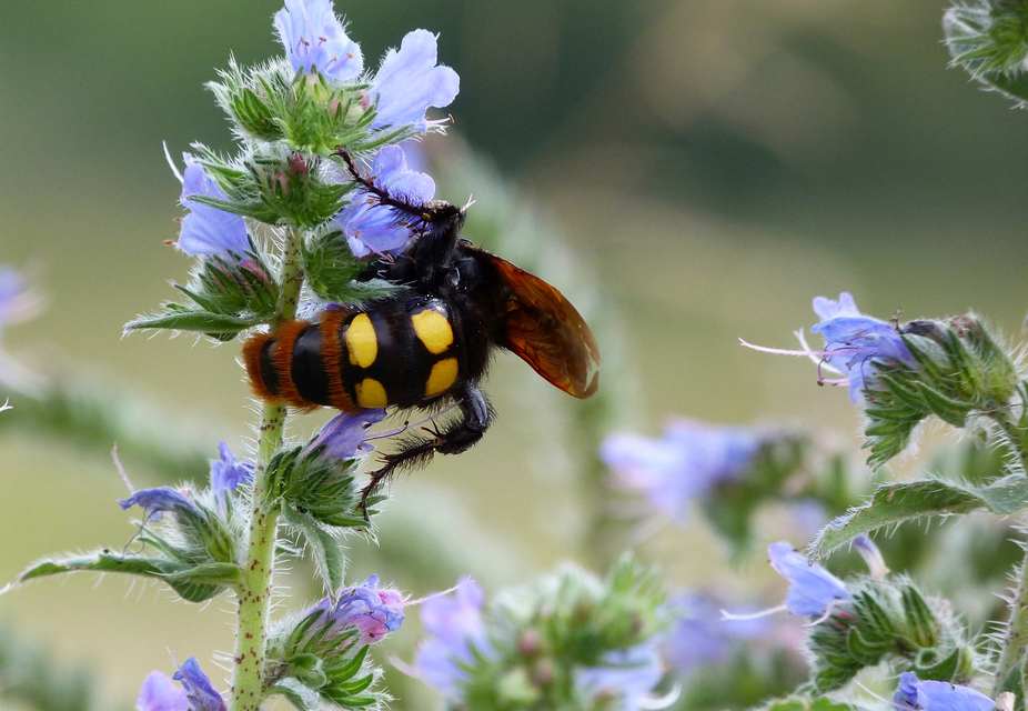 Megascolia maculata - óriás-tőrösdarázs