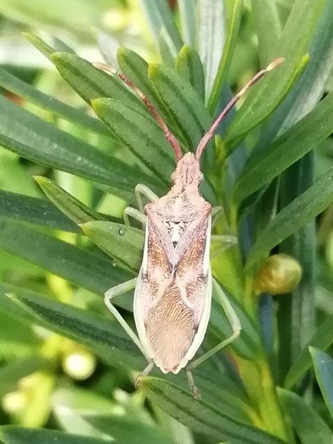 Gonocerus juniperi - boróka-karimáspoloska