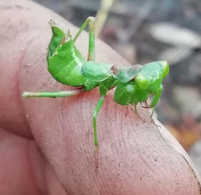Ameles spallanzania - Spallanzani-törpemanó