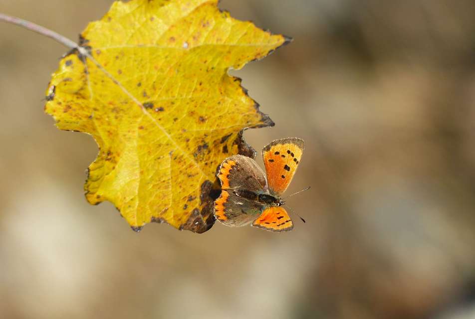 Lycaena phlaeas - közönséges tűzlepke