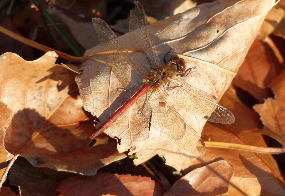 Sympetrum striolatum/vulgatum