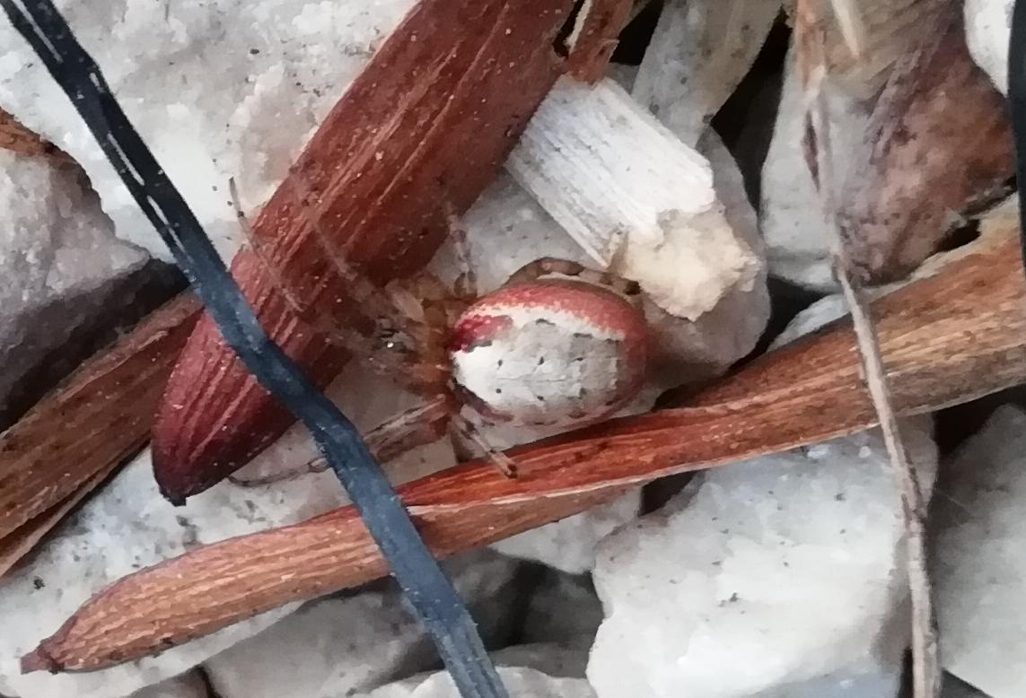 Zygiella atrica