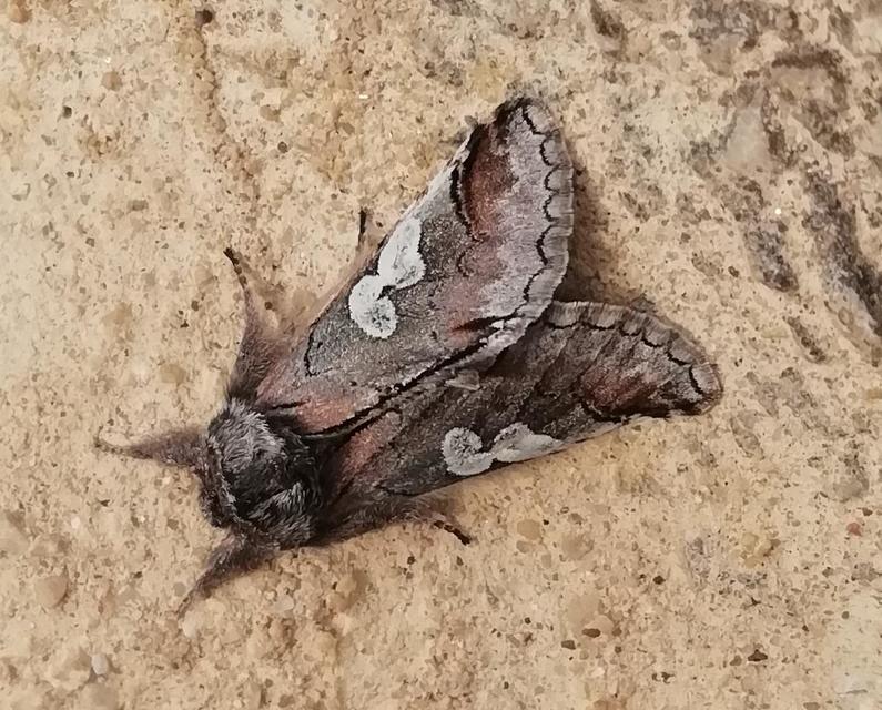 Diloba caeruleocephala - őszi kékesbagoly