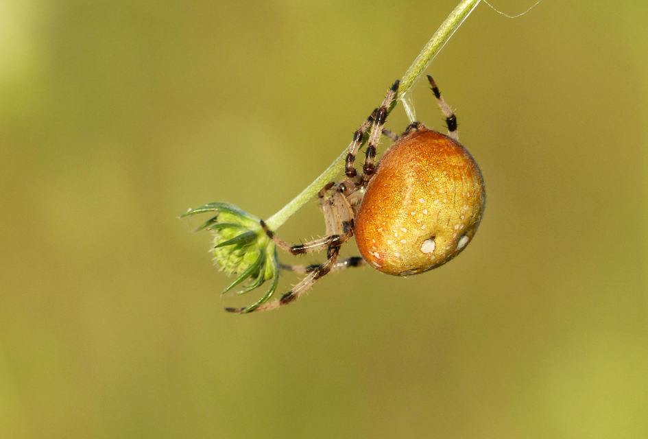 Araneus quadratus - négyes keresztespók