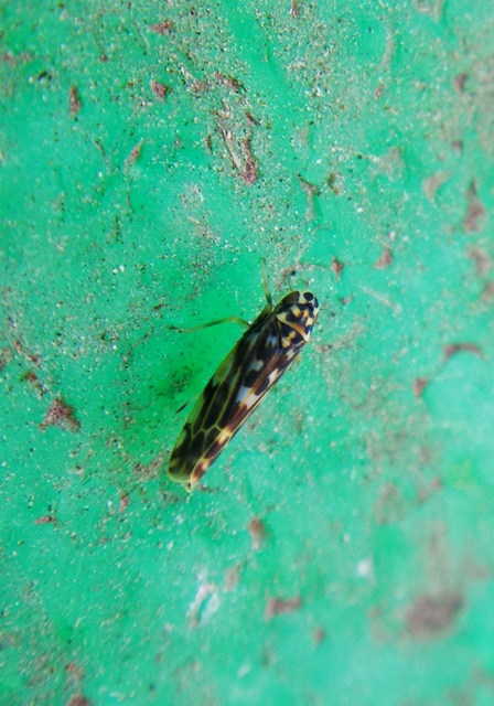 Eupteryx urticae