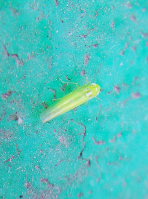 Typhlocybinae