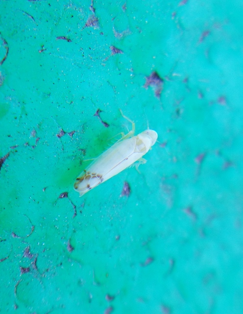 Typhlocybinae