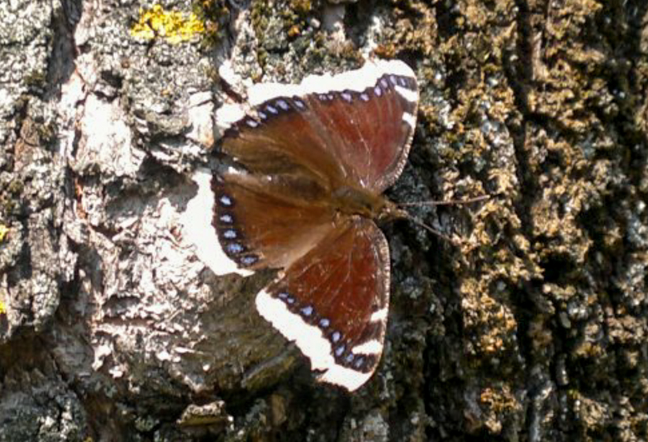 Nymphalis antiopa - gyászlepke