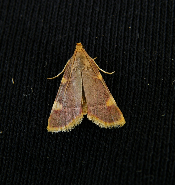 Hypsopygia costalis - szénailonca