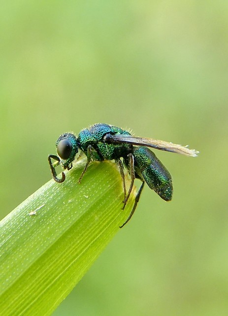 Chrysididae - fémdarazsak