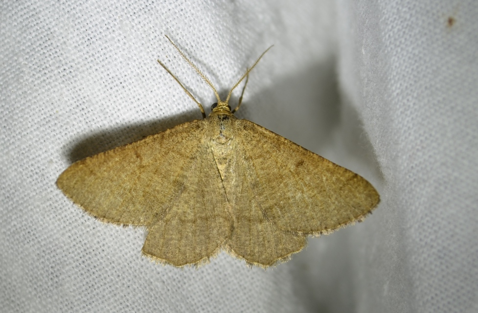 Tephrina murinaria - egérszínű araszoló