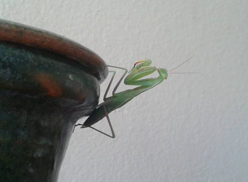 Mantis religiosa - imádkozósáska