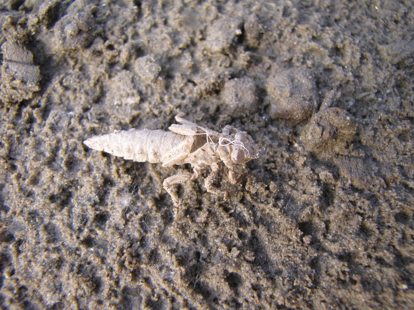 Gomphus flavipes - sárgalábú folyami-szitakötő