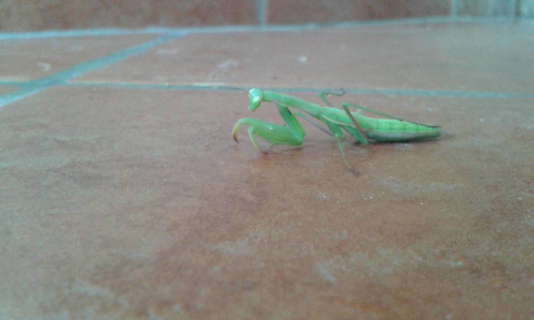 Mantis religiosa - imádkozósáska