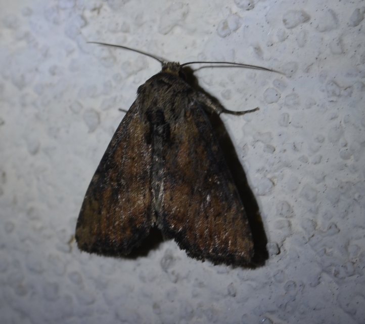 Loscopia scolopacina - csinos dudvabagoly