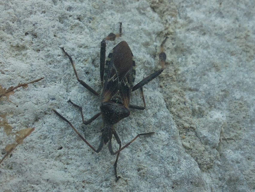 Leptoglossus occidentalis - nyugati levéllábú poloska