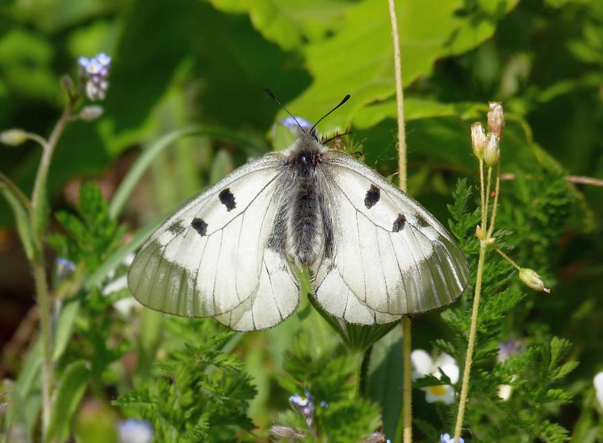 Parnassius mnemosyne - kis apollólepke