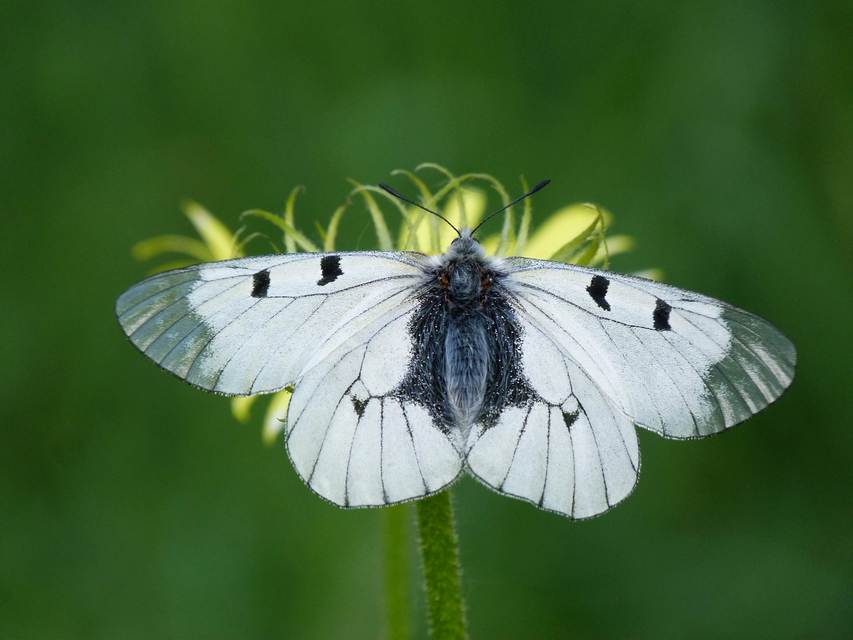 Parnassius mnemosyne - kis apollólepke