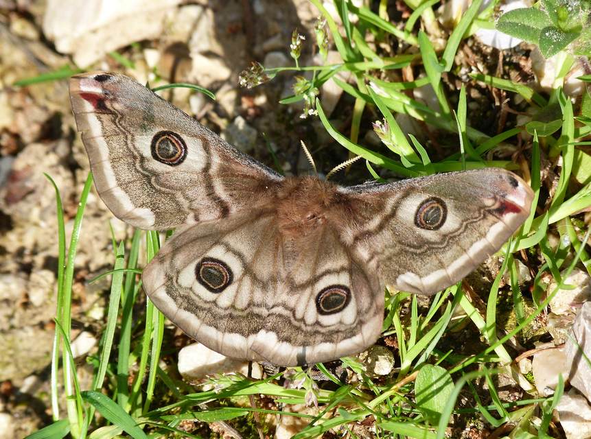 Saturnia pavoniella/pavonia