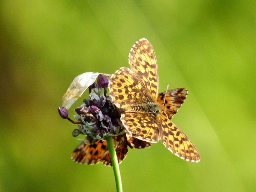 Boloria dia - kis gyöngyházlepke