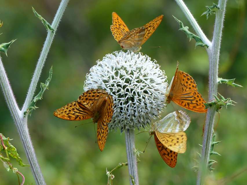 Argynnis paphia - nagy gyöngyházlepke