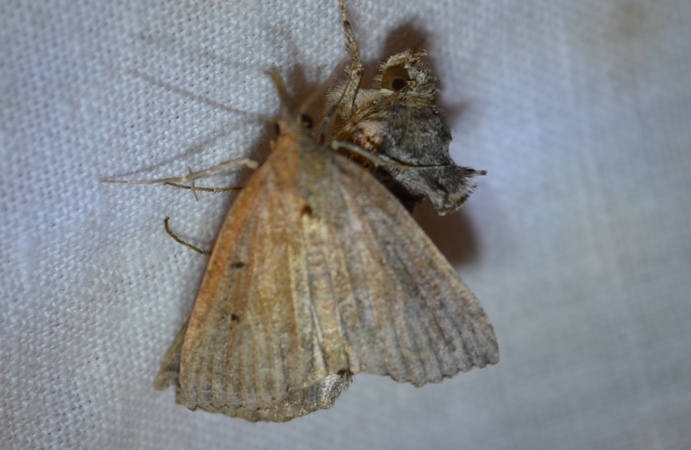 Hypena rostralis - közönséges karcsúbagoly