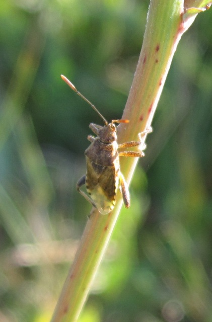 Rhopalidae - üvegpoloskák