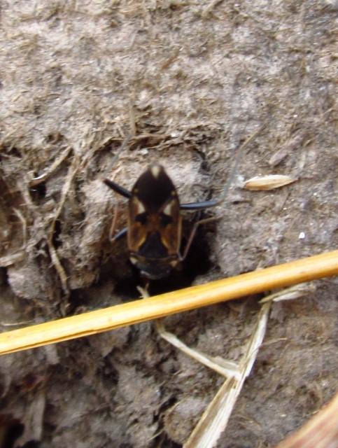 Rhyparochromus vulgaris - közönséges díszesbodobács