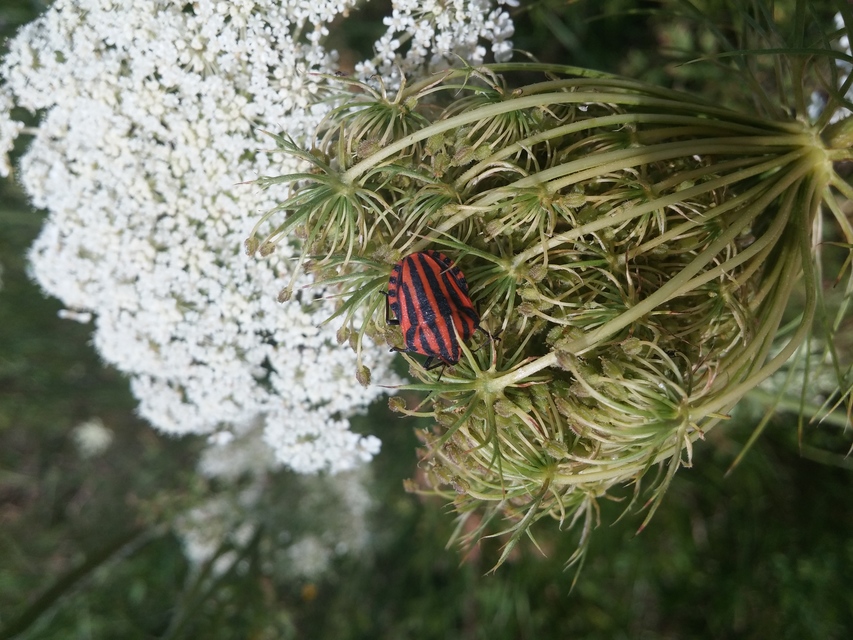 Graphosoma italicum - csíkos pajzsospoloska