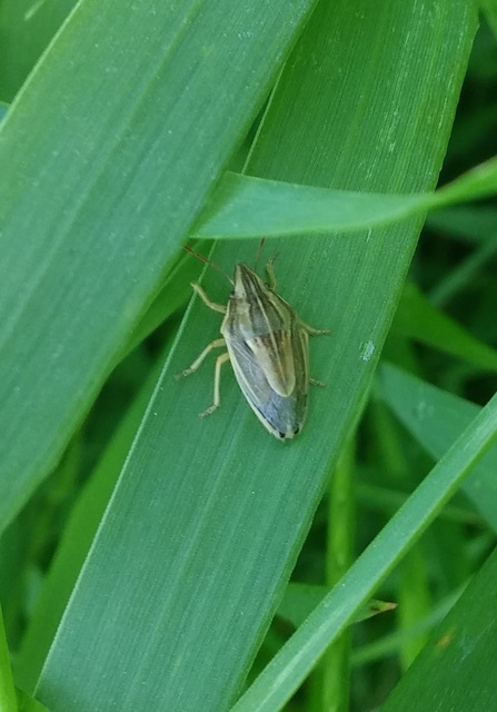Aelia acuminata - közönséges szipolypoloska Aelia acuminata - közönséges szipolypoloska