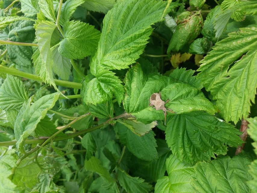 Coreus marginatus - közönséges karimáspoloska
