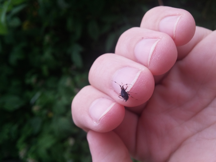 Deraeocoris ruber - vöröses mezeipoloska