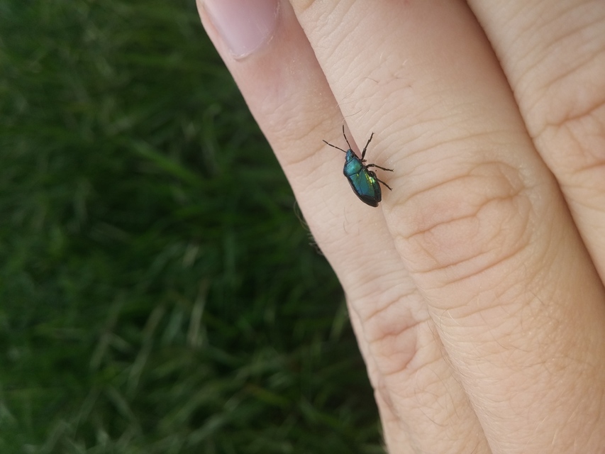 Zicrona caerulea - acélkék poloska Zicrona caerulea - acélkék poloska