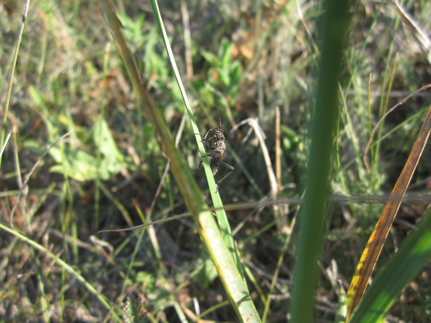 Alydus calcaratus - szőrös tövispoloska