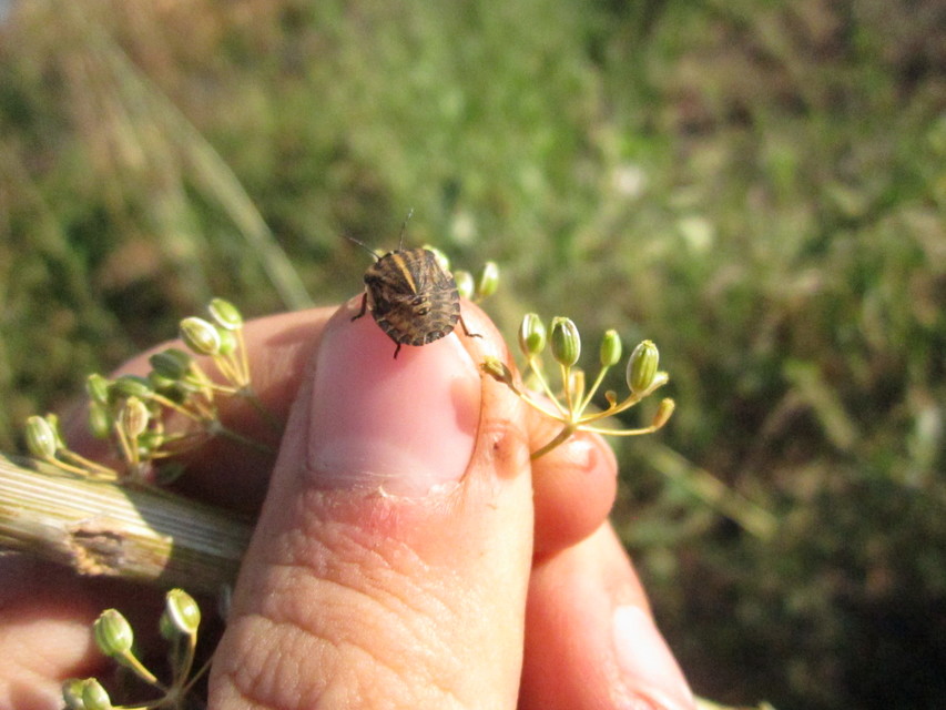 Graphosoma italicum - csíkos pajzsospoloska