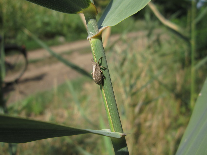 Caliscelis wallengreni