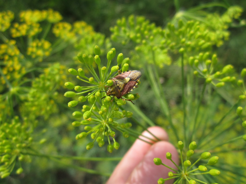 Carpocoris Carpocoris