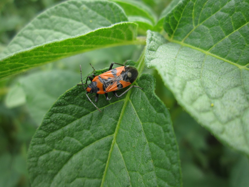 Lygaeus equestris/simulans